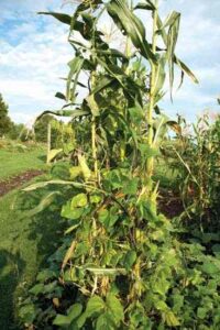 Ancient Companion Planting: The Three Sisters Image